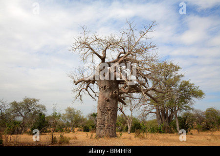 Giant Baobab tree (Adansonia digitata), Tanzania Stock Photo