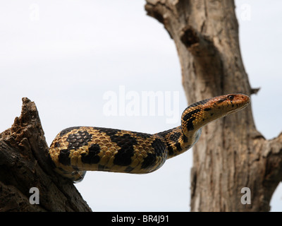 An Adult Male Eastern Foxsnake (Elaphe gloydi) in Ontario, Canada Stock Photo