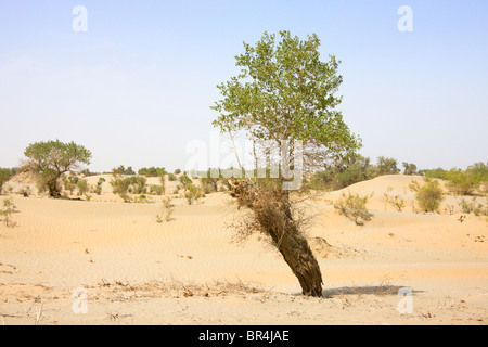 Poplar tree (Populus euphratica) in the desert, Aksu, Xinjiang, China Stock Photo