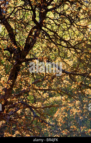 Sun shining through golden leaves on a tree, Cazorla National Park, Jaen Province, Spain