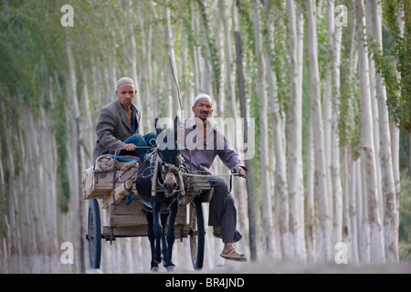 Donkey cart on the road flanked by poplar trees, Hotan, Xinjiang, China Stock Photo