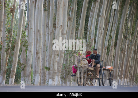 Donkey cart on the road flanked by poplar trees, Hotan, Xinjiang, China Stock Photo