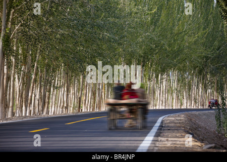 Donkey cart on the road flanked by poplar trees, Hotan, Xinjiang, China Stock Photo