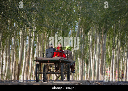 Donkey cart on the road flanked by poplar trees, Hotan, Xinjiang, China Stock Photo