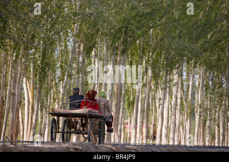 Donkey cart on the road flanked by poplar trees, Hotan, Xinjiang, China Stock Photo