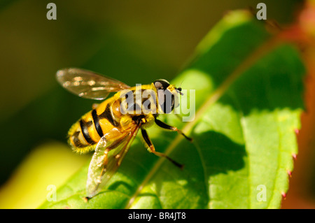 Hoverfly, Myathropa florea, Syrphidae Stock Photo