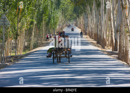 Donkey cart on the road flanked by poplar trees, Hotan, Xinjiang, China Stock Photo