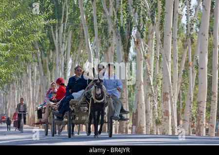 Donkey cart on the road flanked by poplar trees, Hotan, Xinjiang, China Stock Photo