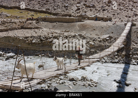 Mountain goats on the bridge over the river in the Karakoram mountain, Pamir Plateau, Xinjiang, China Stock Photo