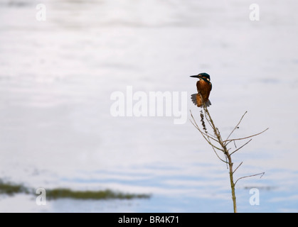 Common Kingfisher perched Stock Photo