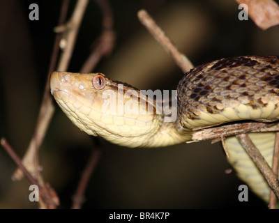 A Fer-de-Lance (Bothrops asper) in Costa Rica (deadliest snake in Central America) Stock Photo