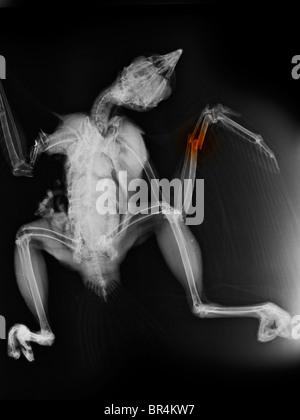 x-ray of a red-tailed hawk that was killed when it was hit by a car Stock Photo