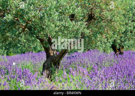 Europe, France, Vaucluse (84), Olive Tree in a lavender field