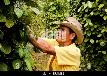 Local Production of Pepper, on a small farm of Costa-Rica, Central America, Stock Photo