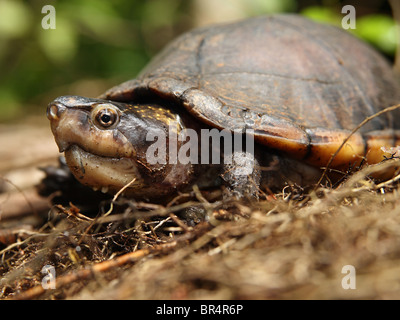A White-lipped Mud Turtle in Costa Rica Stock Photo