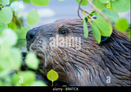 A close up image of a wild beavers face as he chews on some aspen leaves. Stock Photo