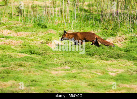 Red Fox (Vulpes Vulpes) on the prowl in Warwickshire countryside Stock Photo