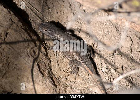 An Eastern Fence Lizard (Sceloporus undulatus) hiding underneath branches in a small crevice. Stock Photo