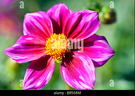 Dahlia Ingrid Stock Photo