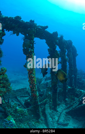 Pair of French Angelfish, Wreck of the RMS Rhone, iron-hulled steam sailing vessel, Stock Photo