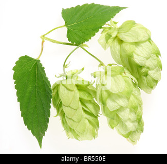 branch of hops on a white background Stock Photo