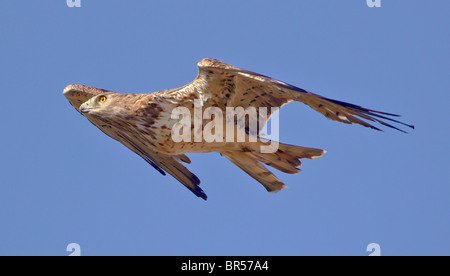 Short toed eagle Ciraelus gallicus on autumn migration to Africa over tarifa spain Stock Photo