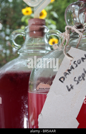 colourful home wines fermenting in glass demijohn bottles. Stock Photo