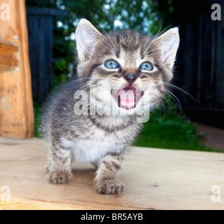 little kitten with blue eyes sitting on a chair in the garden hissing Stock Photo