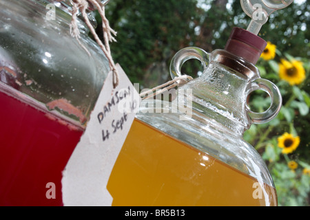 colourful home wines fermenting in glass demijohn bottles. Stock Photo