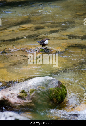 White Throated Dipper (Cinclus cinclus) on a rock in a river, Cazorla National Park, Jaen Province, Andalucia, Spain Stock Photo