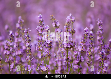 Europe, France, Vaucluse (84), Lavender Field in Provence Stock Photo