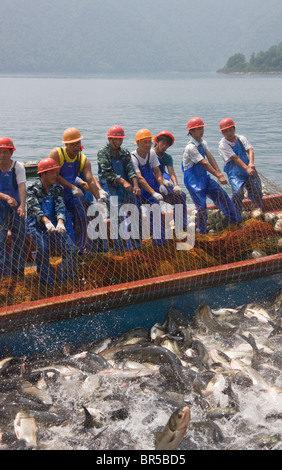 Group fishermen pulling fishing net together on the boat, Qiandao Lake (Thousand Island Lake), Jiande, Zhejiang Province, China Stock Photo