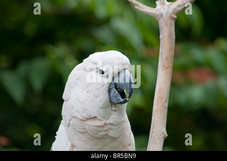 The White Cockatoo, Cacatua alba (also known as the Umbrella Cockatoo or U2) Stock Photo