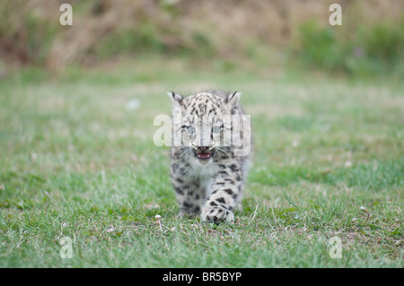 A Lone Snow Leopard Cub Stock Photo