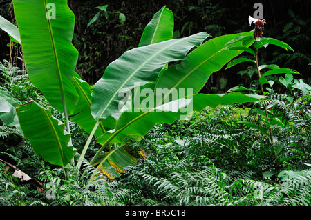 Banana tree leaves in tropical garden, close-up, Big Island, Hawaii Islands, United States Stock Photo