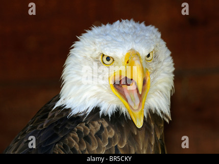Screaming Bald Eagle (Haliaeetus leucocephalus) looking towards the camera with opened beck Stock Photo