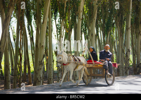 Donkey cart on the road flanked by poplar trees, Hotan, Xinjiang, China Stock Photo