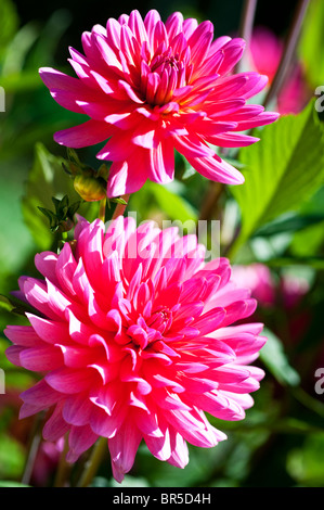 dahlia  "Karma Fuchsiana" Stock Photo