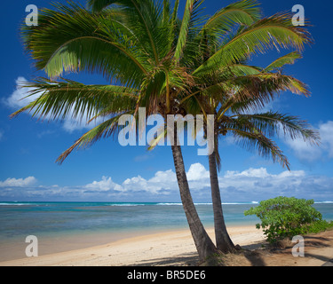 Kauai, Hawaii Two palm trees frame a stretch of Anini beach on the north shore of Kauai Stock Photo