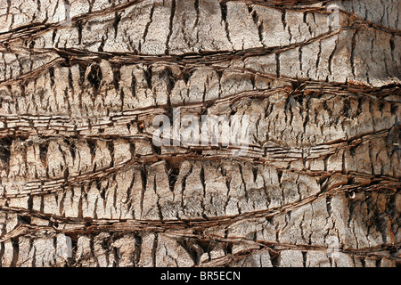 Patterns in the bark of a palm tree Stock Photo