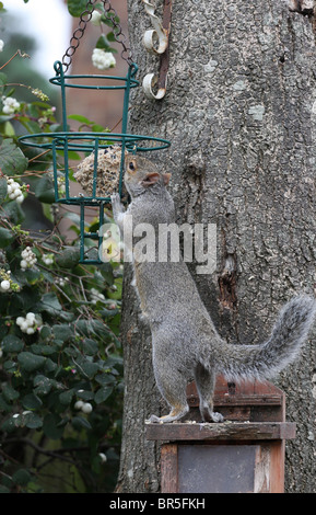 A grey squirrel eating a fat ball meant for the birds. Stock Photo
