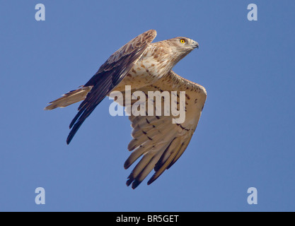 Short toed eagle Ciraelus gallicus on autumn migration to Africa over tarifa spain Stock Photo