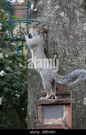 A grey squirrel eating a fat ball  meant for the birds Stock Photo