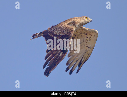 Short toed eagle Ciraelus gallicus on autumn migration to Africa over tarifa spain Stock Photo