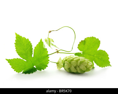 Cone and leaves of hop plant Stock Photo