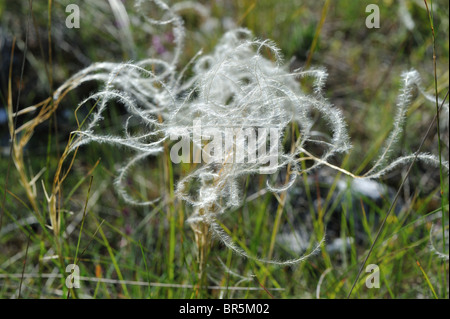 Feather Grass (Stipa pennata - Stipa joannis) flowering in summer on the Causse Méjean - Cevennes - France Stock Photo