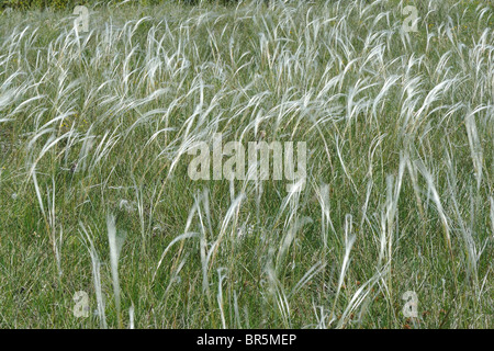 Feather Grass (Stipa pennata - Stipa joannis) flowering in summer on the Causse Méjean - Cevennes - France Stock Photo