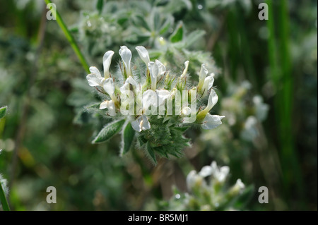 Hairy canary-clover - Bonjeania (Dorycnium hirsutum - Bonjeania hirsuta - Lotus hirsutus) flowering at spring Stock Photo