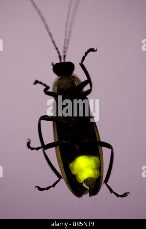 Firefly Flashing at Night - Lightning Bug - Glow Worm Stock Photo - Alamy