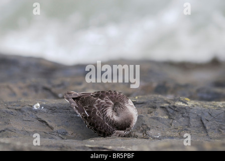 Calidris maritima, Purple Sandpiper roosting on a ledge on Aberystwyth sea wall - view from above with the sea breaking below, Wales, UK Stock Photo